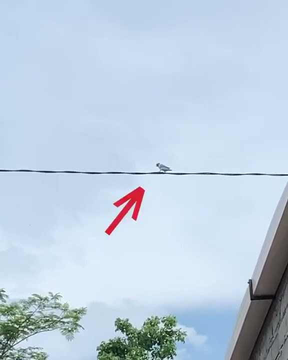 Lovebird lepas langsung di hukum majikan