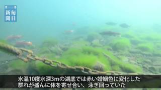 北海道・千歳：支笏湖でヒメマスの産卵ピーク