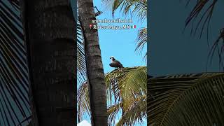 Monkeys, Iguanas &amp; Pelicans 🦎🙈🦅 Top Animas to See in Riviera Maya, Mexico🇲🇽