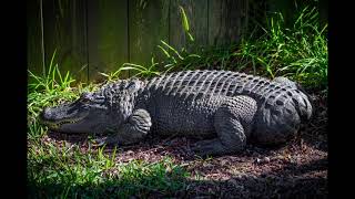 Exploding Alligator #2