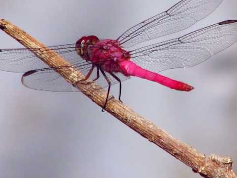 Dragonfly: video dictionary definition