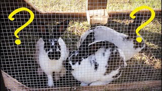 Why We Raise Meat Rabbits! Are They Profitable?