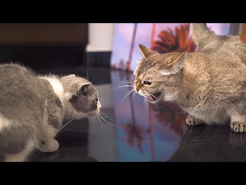 Video: Alpha Cat Syndrome