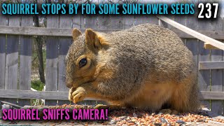 Squirrel Sniffs Camera After Eating Sunflower Seeds - 237