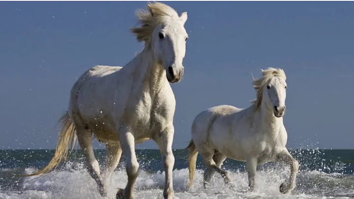 If Wishes Were Horses by Nancy Byrd Turner