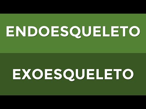 Video: ¿Los miriápodos tienen exoesqueleto?