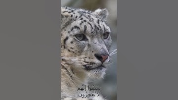 سورة الأنفال و،،كا..نك تسمعها لأ،،و..ل مرة 💞💘؛💖💗💛. 💙. ❤️بصوت الشيخ حمزة مدبو.ح❤️💟؛؛💞؛،🏵️💘..💓💝
