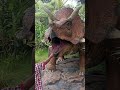 Suara Dinosaurus, Taman Dinosaurus #semarang #celosia #tamancelosia #dinosaurus