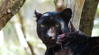 Melanistic Magic: Unveiling the Secrets of Black Panthers   #animals #panthers #youtubevideo