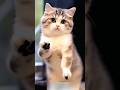 Cat, Today I'm So Happy! 😹🐱😊🎉 #cat #catvideos #funny #youtubeshorts #shorts #comedy