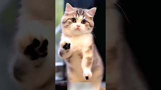 Cat, Today I'm So Happy! 😹🐱😊🎉 #cat #catvideos #funny #youtubeshorts #shorts #comedy