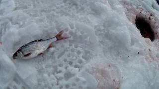 31  Рыбалка В Глухозимье Ловим Щуку И Сорогу//Russia Volga Fishing Ice Pike