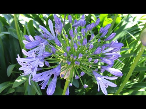 Video: Cuidado de Agapanthus en macetas - Consejos para plantar Agapanthus en contenedores