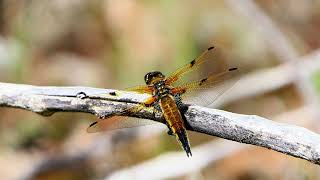 LIBELLEN IM WALPURGISBRUCH 2