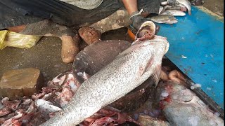 Fish Video | Purchase Suli Fish 400 Kilo | Karachi Fishery Market