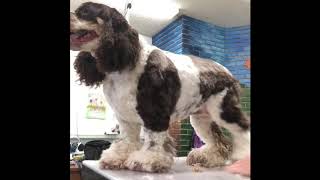 Cocker spaniel cut with Clydesdale feet