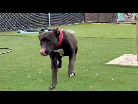 Meet Kodak a Mixed Breed Medium (up to 44 lbs fully grown) currently available for adoption! 3/1/20