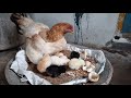How a halfhatched chicken egg became a chick and survived  egg hatching  chick