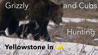 Grizzly and Cubs Catching Gophers in 4k- Felicia and Pepper | Yellowstone in 4K | Inspire Wild Media by Inspire Wild Media 2,845 views 4 years ago 2 minutes, 43 seconds