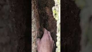 It's time to go 🪓🌳 / #tree #treeworker #smallbusiness #TCSW #treesurgeon #arborist #urbanforestry Resimi