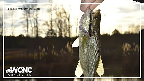 Lake Norman stocked with new hybrid bass species