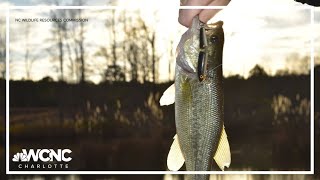 Lake Norman stocked with new hybrid bass species