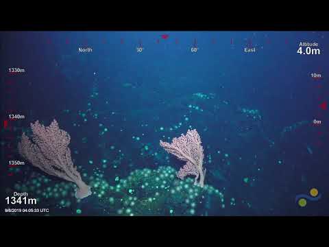 Video: Suiko seamount ilipokuwa ikiundwa?