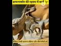 How To Dinosaur ke Rahasya mein fact 🦖 amazing video fact #shorts