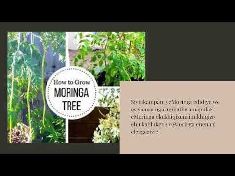 I-Moringa Private Label ManufactureRAW Moringa Exporter Supplier Wholesale Moringa Tea+6287758016000