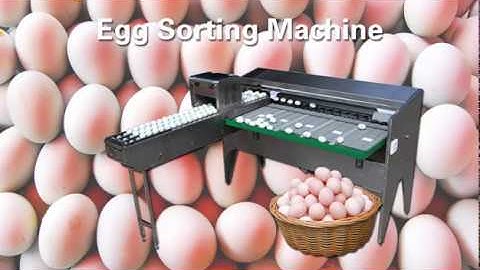 How to Sort Chicken Eggs? Commercial Egg Grading Machine/Chicken Egg Grader Machine