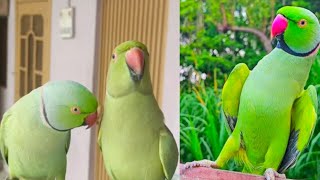 Talking Indian Ringneck Parrot