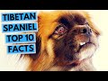 Tibetan Spaniel - TOP 10 Interesting Facts の動画、YouTube動画。
