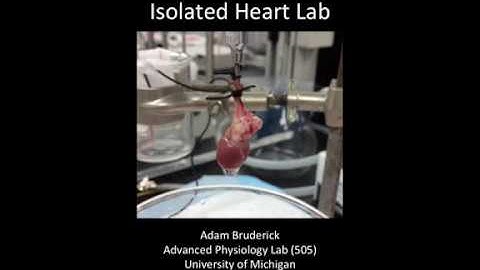 Langendorff Isolated Heart Lab