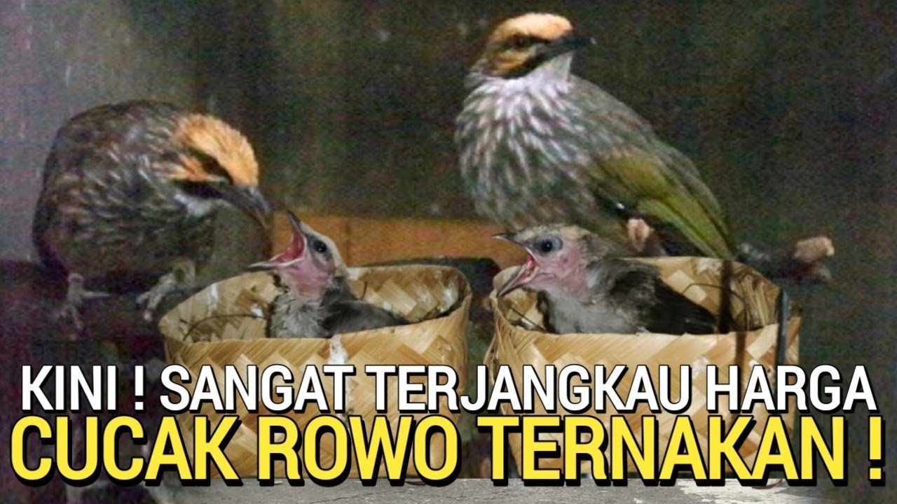 TAK DI SANGKA ! CUMA SEGINI HARGA LOLOHAN CUCAK ROWO TERNAKAN BURUNG