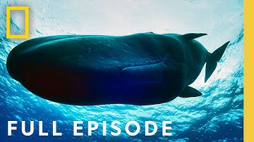 OceanXplorers: Giants of the Deep with James Cameron (Full Episode) | National Geographic