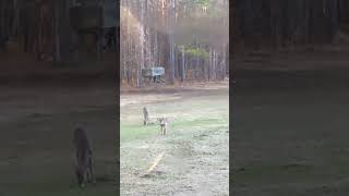 Giant 9 point buck walks into the field at 60 yards!! #deer #huntingseason #hunting #deerhunt