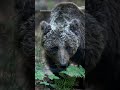 Osos invaden hogares de EU por alimento