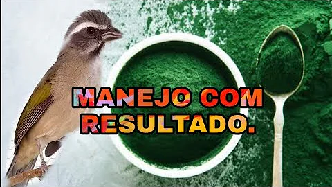Quando si prende la spirulina?