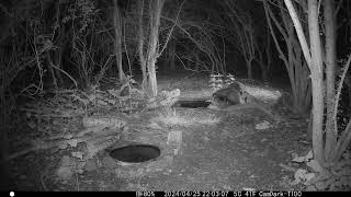 Badger with 2 babies now 11 weeks old in Cambs UK 25 April 2024 1103pm Trail Camera by Aviation Videos & Wildlife FULL HD 2 views 3 days ago 31 seconds