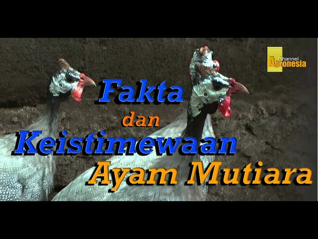 Fakta, Unik dan Keistimewaan Ayam Mutiara Guinea Fowl || Ternak Ayam Mutiara class=