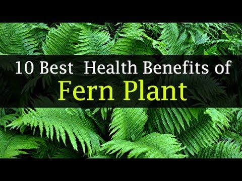 Benefits of Ferns to Humans - Medicinal & Traditional Uses