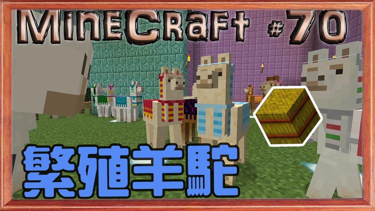 Minecraft 我的世界1 11原始微安價生存 70 繁殖羊駝 Youtube