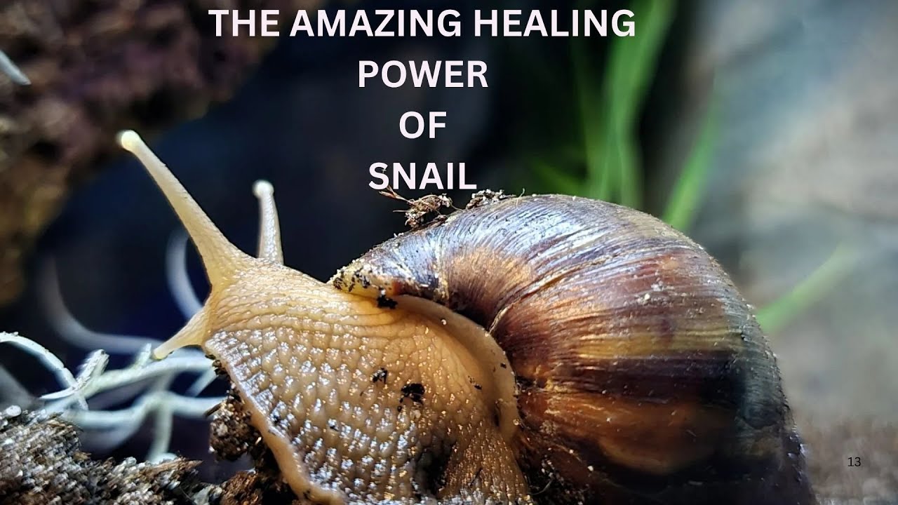 HEALTH BENEFITS OF SNAIL TO THE BODY
