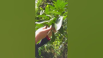 Bí quyết Giảm tóc Gãy Rụng nhiều #shortvideo #health #trieuhuuthuc