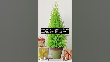 Ý Nghĩa Của Cây Tùng Thơm | Cây Cảnh Mini SG