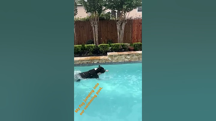 My dog, jumping into our swimming pool. Episode 173 season 1 season premiere !!!!!!!!!!!!!!!!!!!!!!!