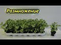 Как успешно размножить Шеффлеру. Секреты размножения.