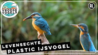 Levensechte plastic ijsvogel geeft geen sjoege | Zelf Geschoten | Vroege Vogels