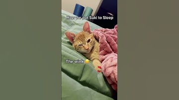 Thumbnail of How to Put your Cat to Sleep at Night!😱🥹
