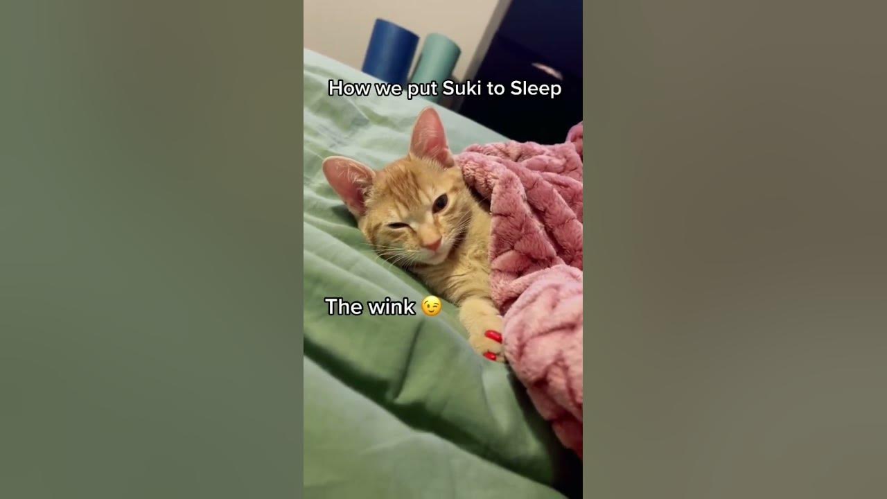 How to Put your Cat to Sleep at Night!😱🥹
